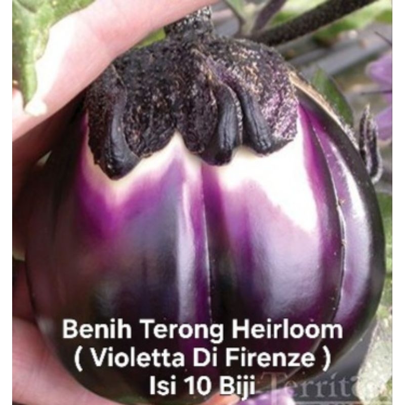 

Terong Langka Import ( 10 Biji )