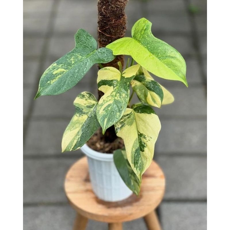 philodendron violin varigata