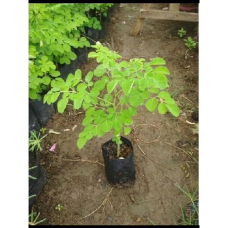 

bibit stek batang DAUN KELOR daun kelor segar fresh bahan herbal murni