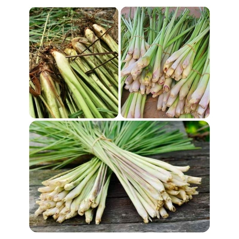 

serai sereh Fress 500gr