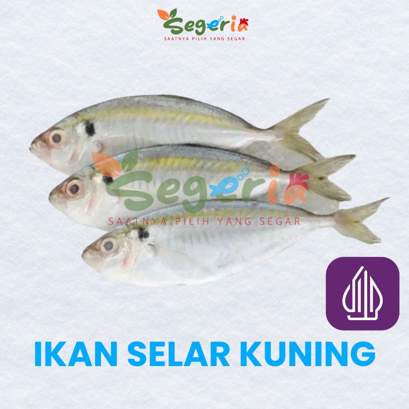 

IKAN SELAR KUNING