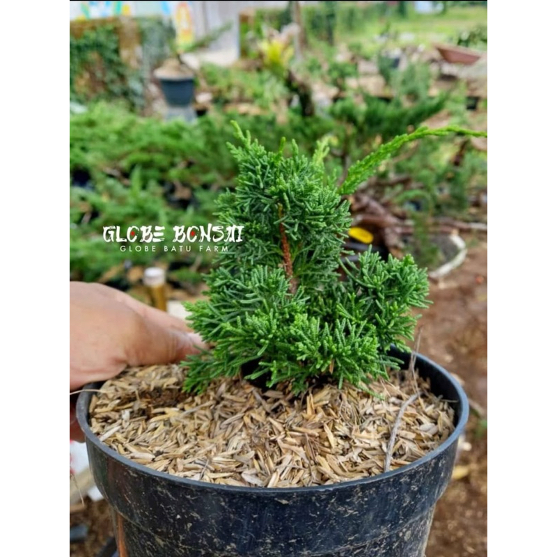 Cemara Kishu Pingpong - Bahan bonsai premium