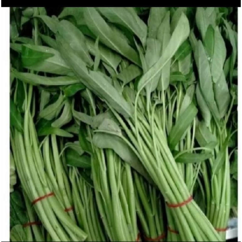 

kangkungsegar1pcs