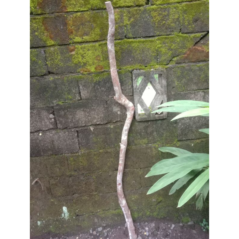 Kayu Sulaiman Rinjani