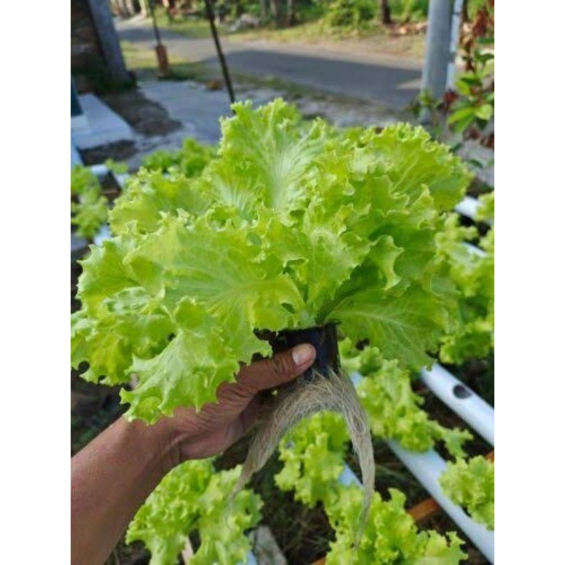 100biji BENIH/BIBIT SAYUR SELADA HIJAU SELADA HIJAU KERITING CAP PANAH MERAH