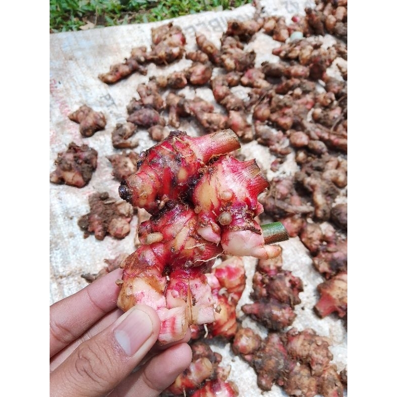 

Jahe merah segar fresh 1kg