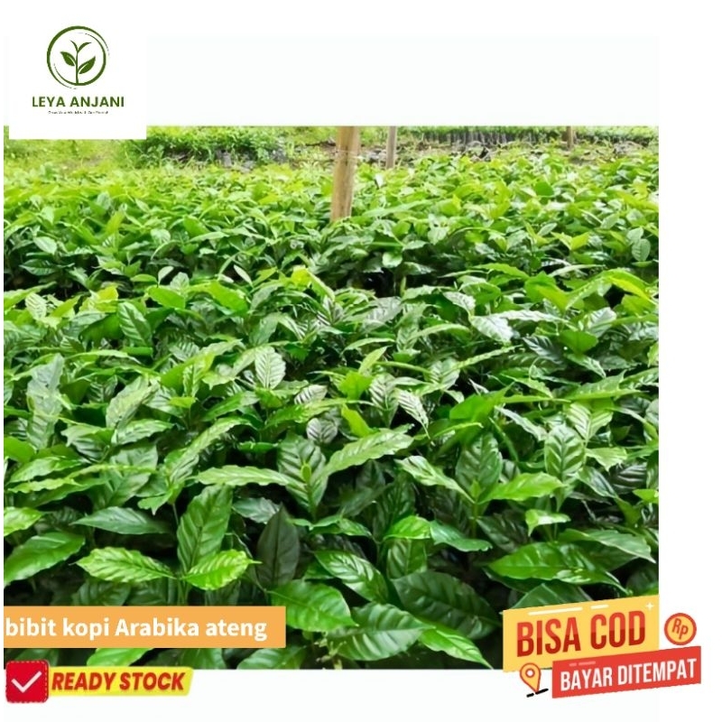 Bibit Benih kopi arabika Ateng  super unggul Siap Tanam Asli