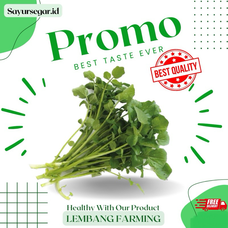 

PROMO!!! selada air / wattercrash segar