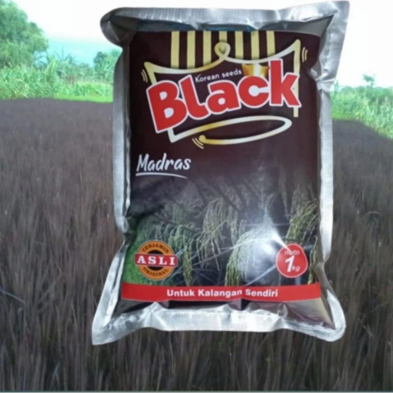 BIBIT PADI BLACK MADRAS UKURAN 1KG