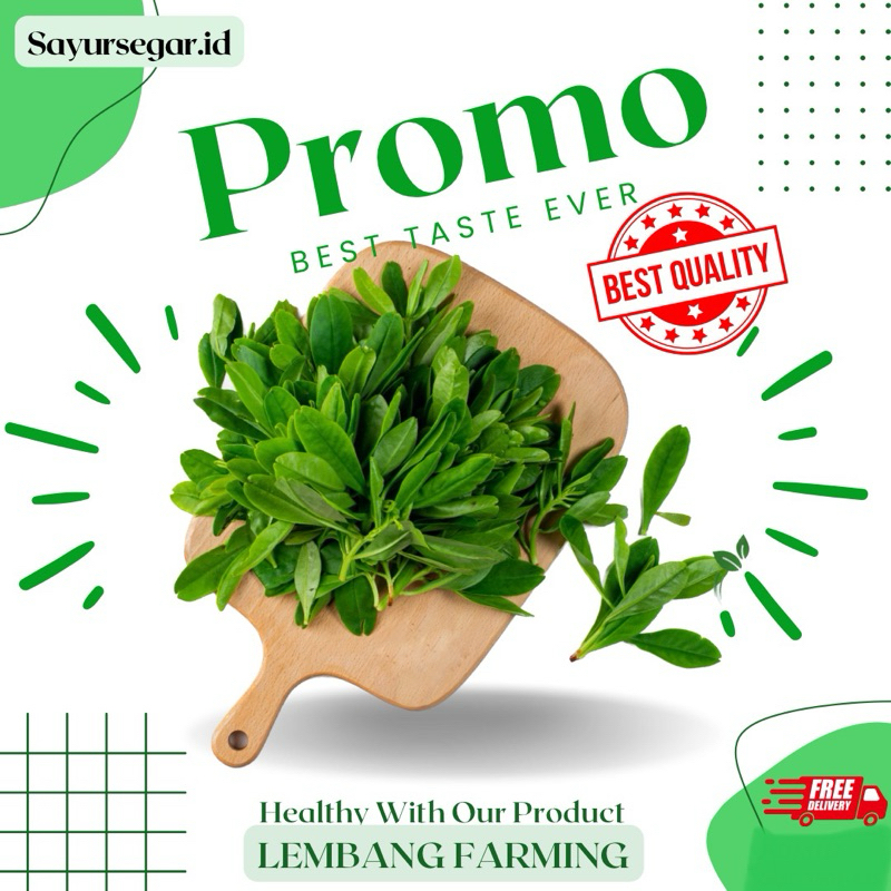

PROMO!!! daun ginseng konvensional