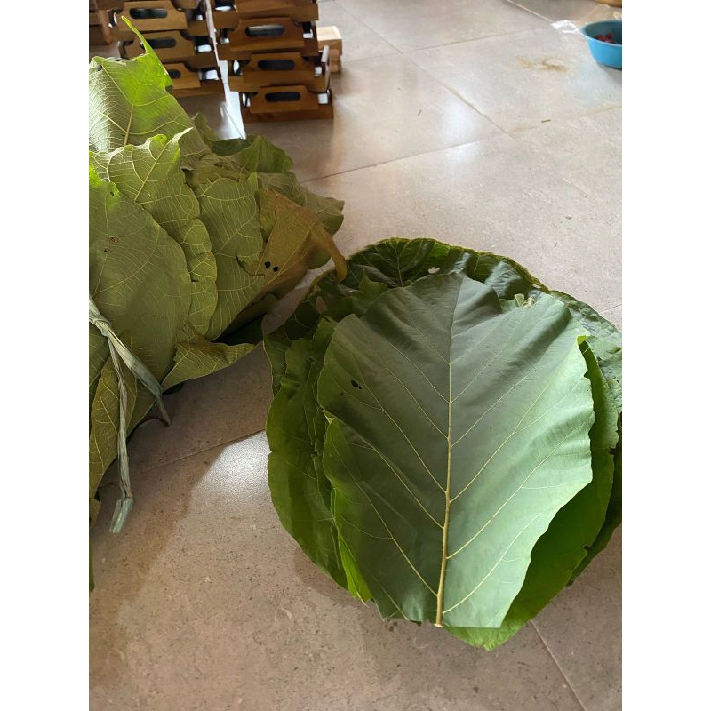 

Daun Jati Segar 1 Kg | Daun Jati Pembungkus Makanan | Daun Jati Murah