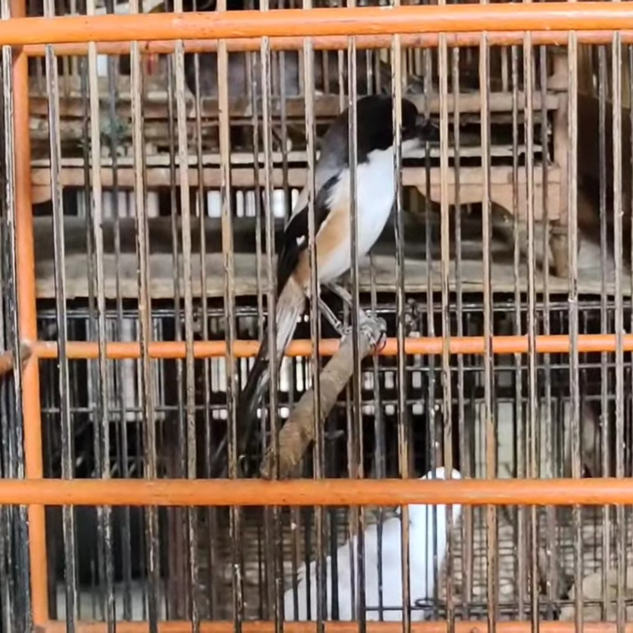 burung pentet blangkon madura ori asli pilihan gemuk mulus