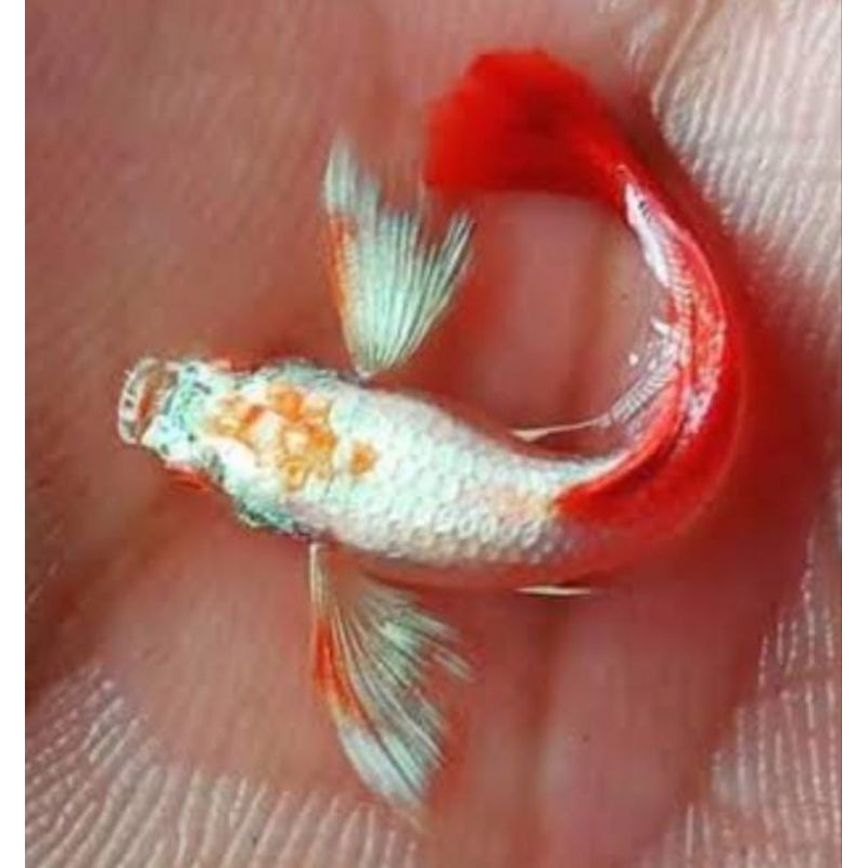 Hiasan Aquarium Albino PRTDE