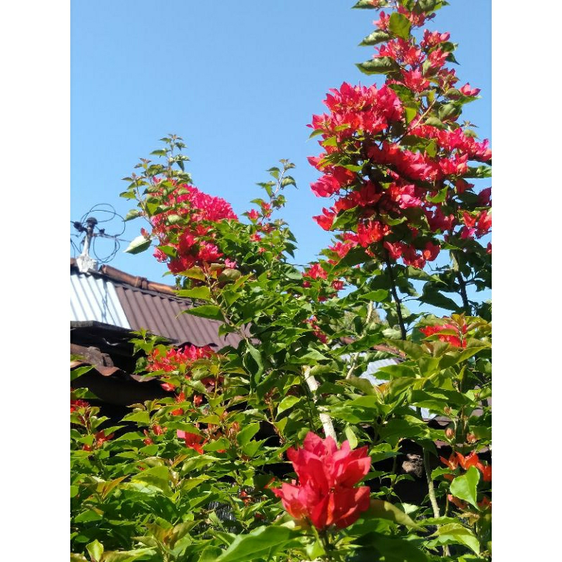 bugenvil ekor musang merah