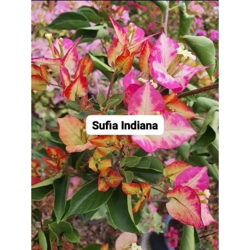 Baugenvile Sufia india