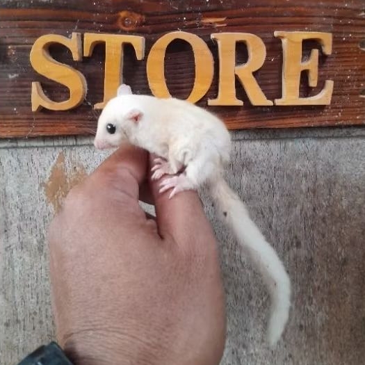 Sugar Glider Dewasa ( Indukan)