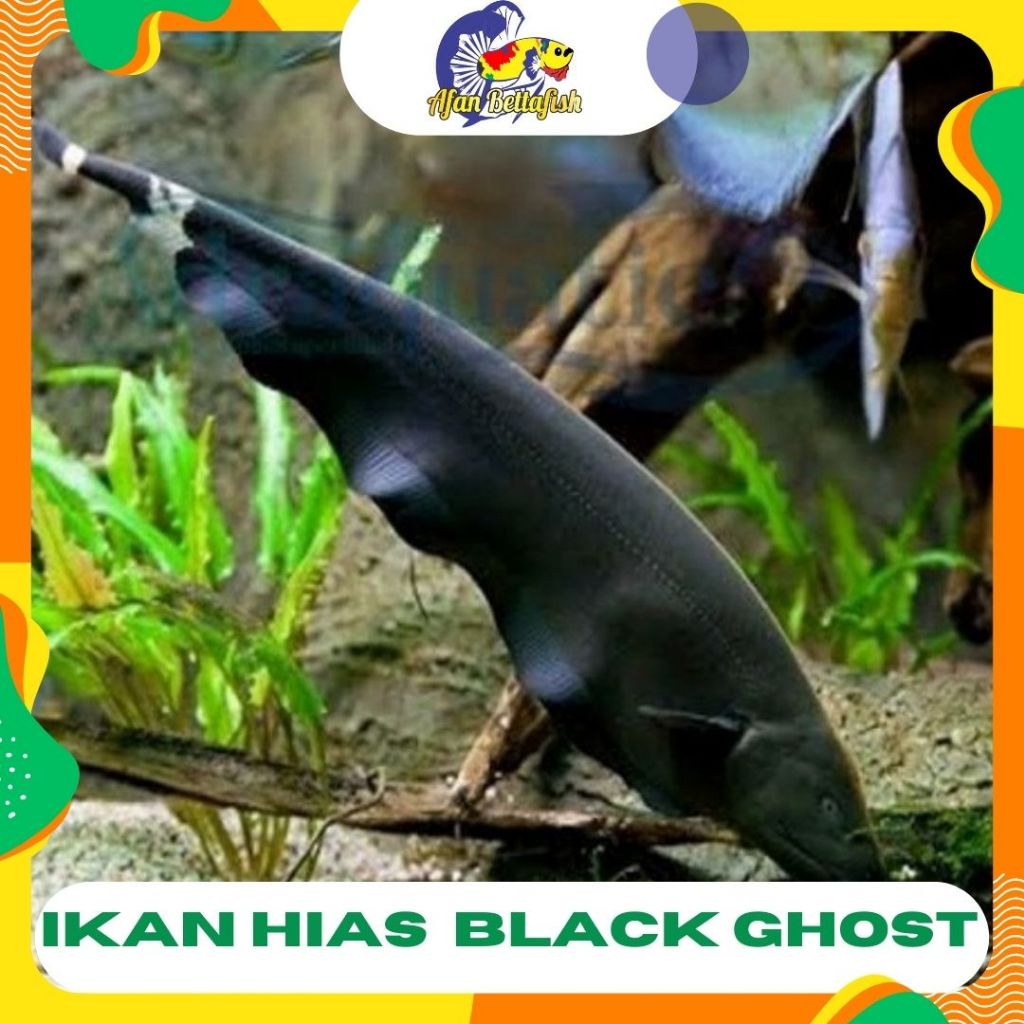 Black Ghost / Ikan Hias Air Tawar / Ikan Hias Aquascape