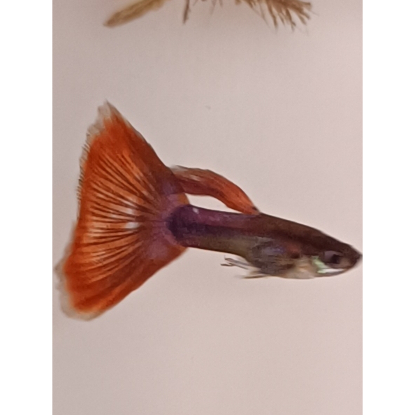 Guppy HB Red Tail (Sepasang/Pair)
