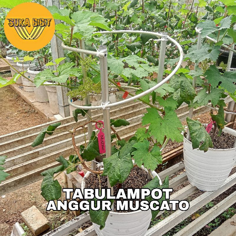 TABULAMPOT ANGGUR MUSCATO - SUDAH BERBUAH