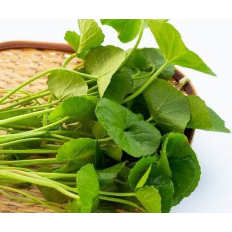 

Daun pegagan segar|Daun Kaki Kuda|Daun Senduduk|Daun Antanan 250g