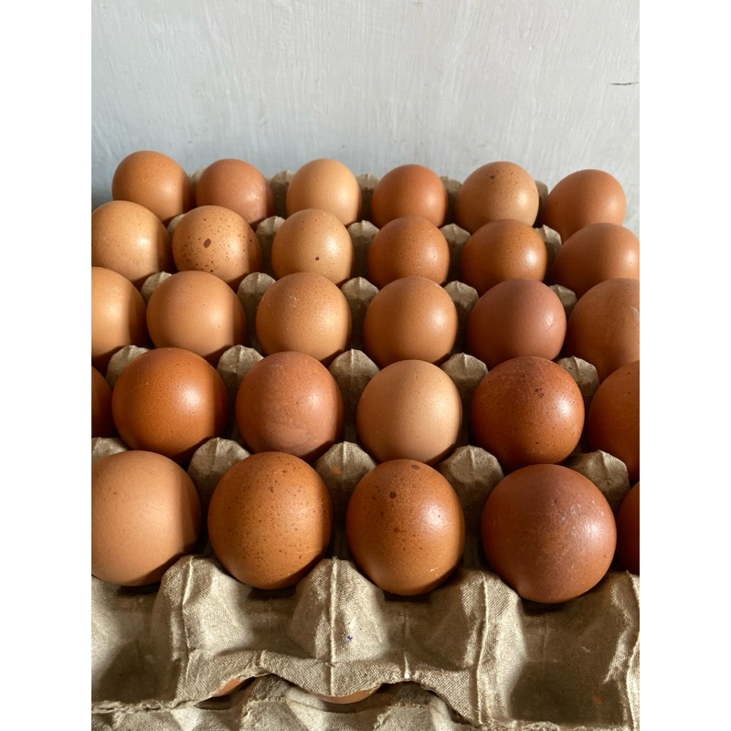 

Telur australi 2kg/papan