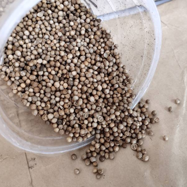 

500 Gram/1 Kg KETUMBAR HITAM ORGANIK ORIGINAL Bumbu Dapur