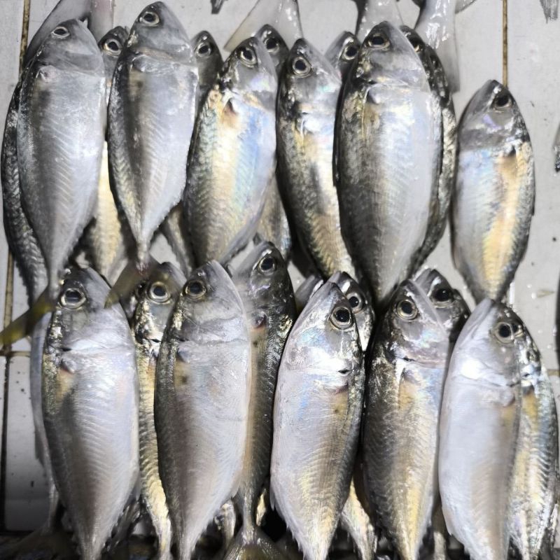 

Kembung Gepeng / Cewek Segar 1 kg