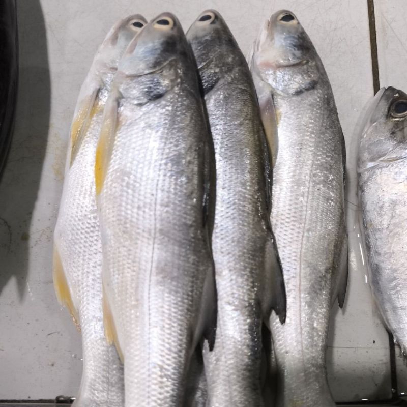 

Ikan Kuro / Senangin 1 kg