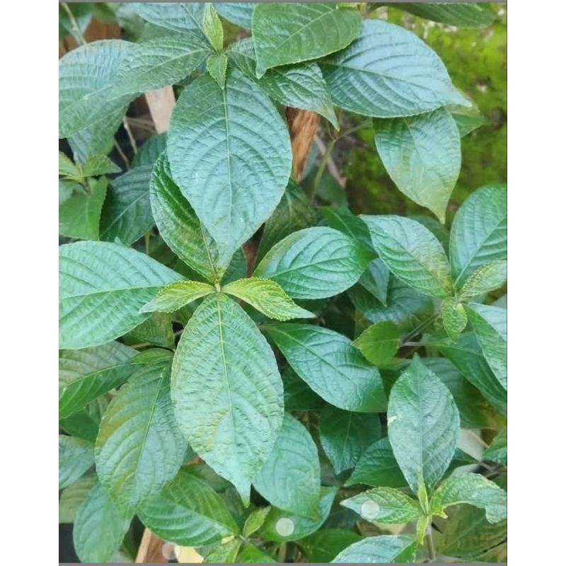 

Daun Keji Beling Segar Daun Pecah Beling 50 Lembar