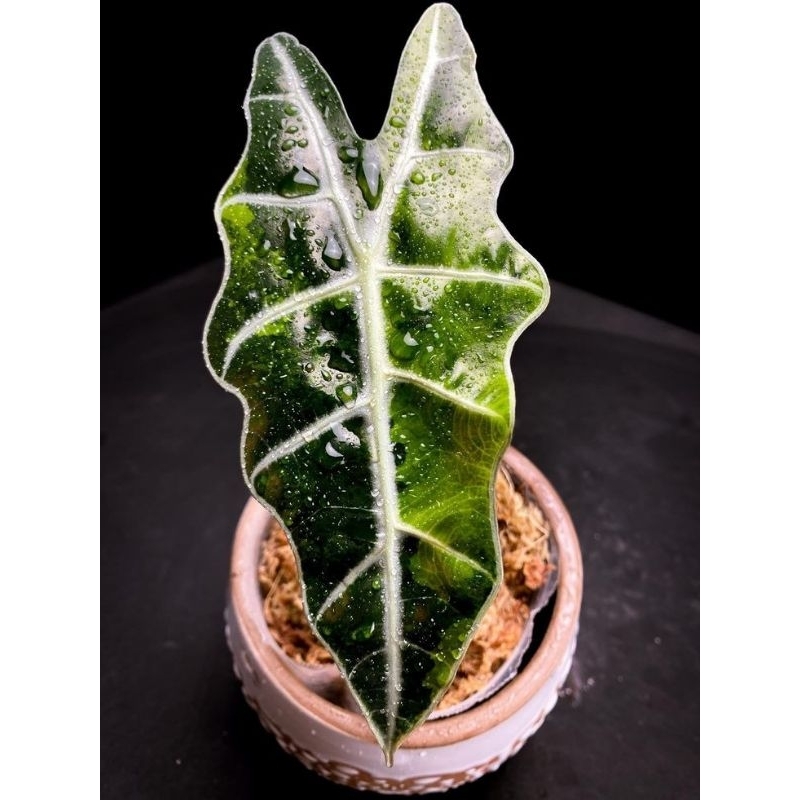 alocasia sanderiana