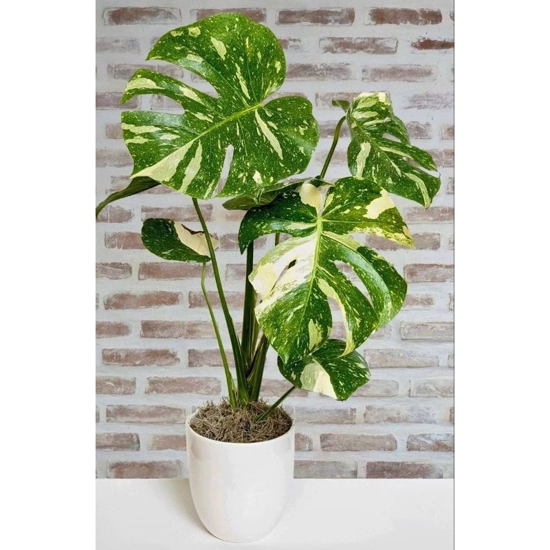 monstera thai constellation