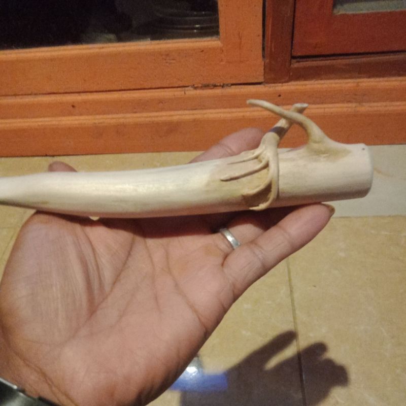 viva once petuk unik atau akar mimang asli alami tlogosari