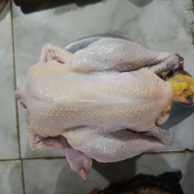 

ayam potong Kampung 1.05-1.1 ayam kampung asli