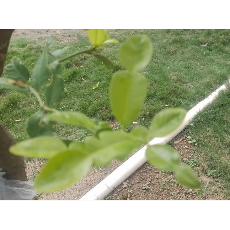 

Daun jeruk purut segar