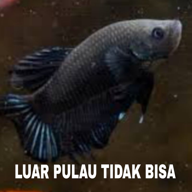 ikan cupang  plakat blacking isi 5 super black