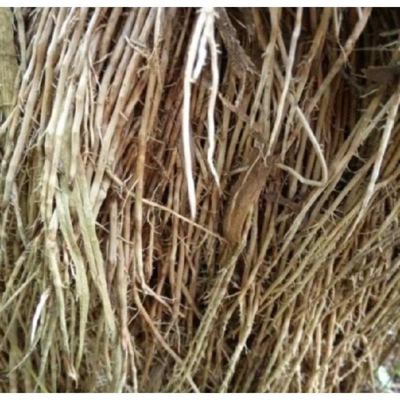 

Akar Bambu Kuning Asli Obat Herbal Rempah Rempah Tradiaional 500gr