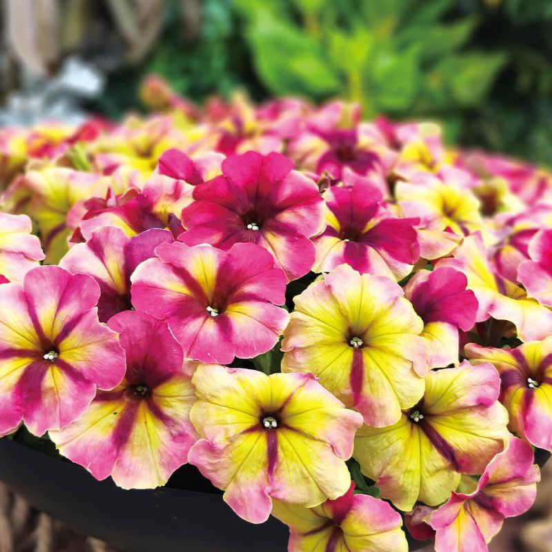 Petunia Raspberry Shake F1