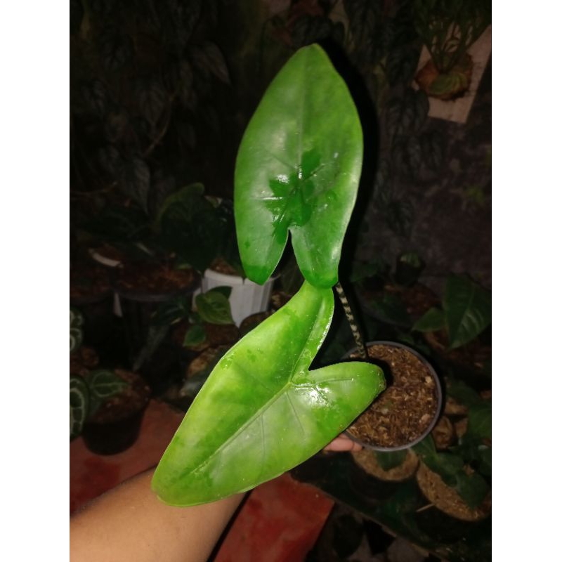Tanaman hias Alocasia zebrina import filiphina original