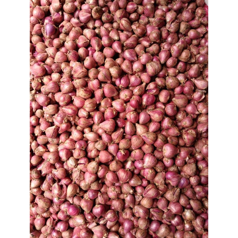 

ELSHOP Bawang Merah Murah 1 Kg (Kualitas Unggul) | Bawang Merah Nganjuk | Bawang Merah Lokal | Bawang Merah Kualitas Baik