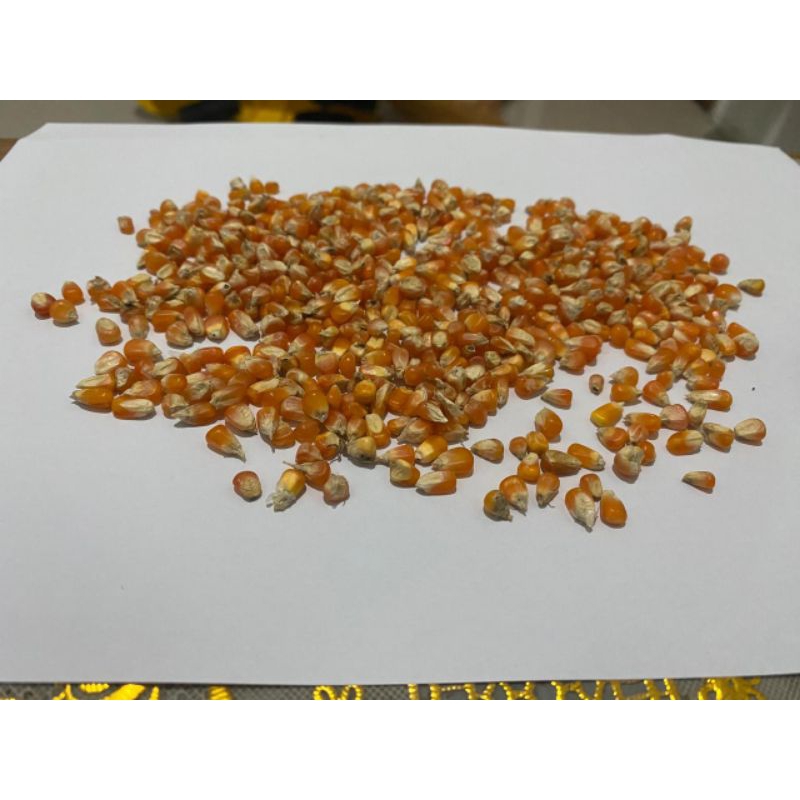 Jagung kristal jagung super merpati 1kg