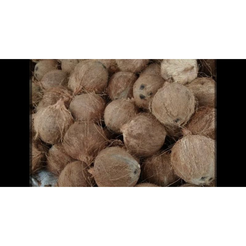 

1 buah kelapa utuh