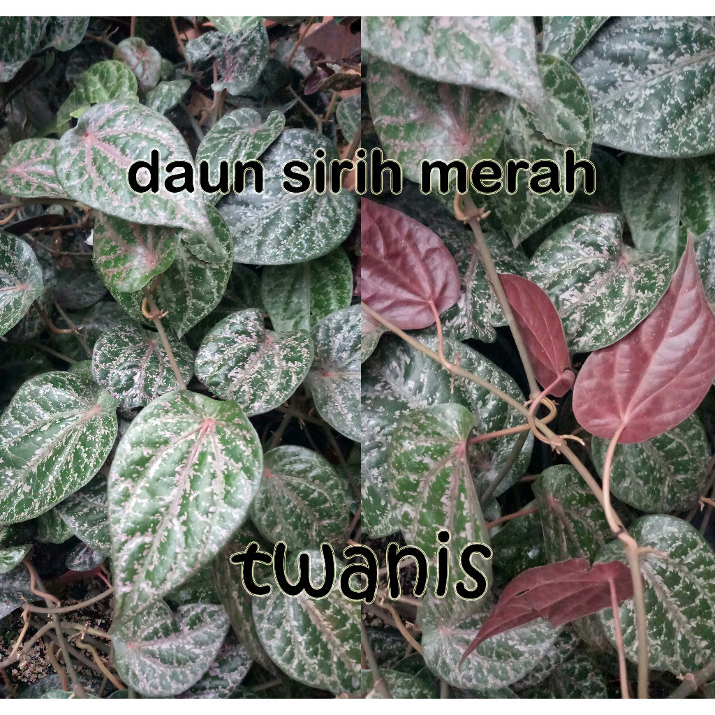 

Eceran Daun Sirih Merah Khusus Jogja kirim Kurir Instan