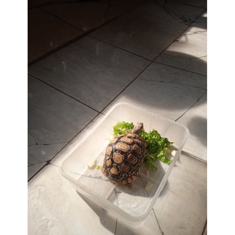 kura-kura pardalis ukuran 16cm