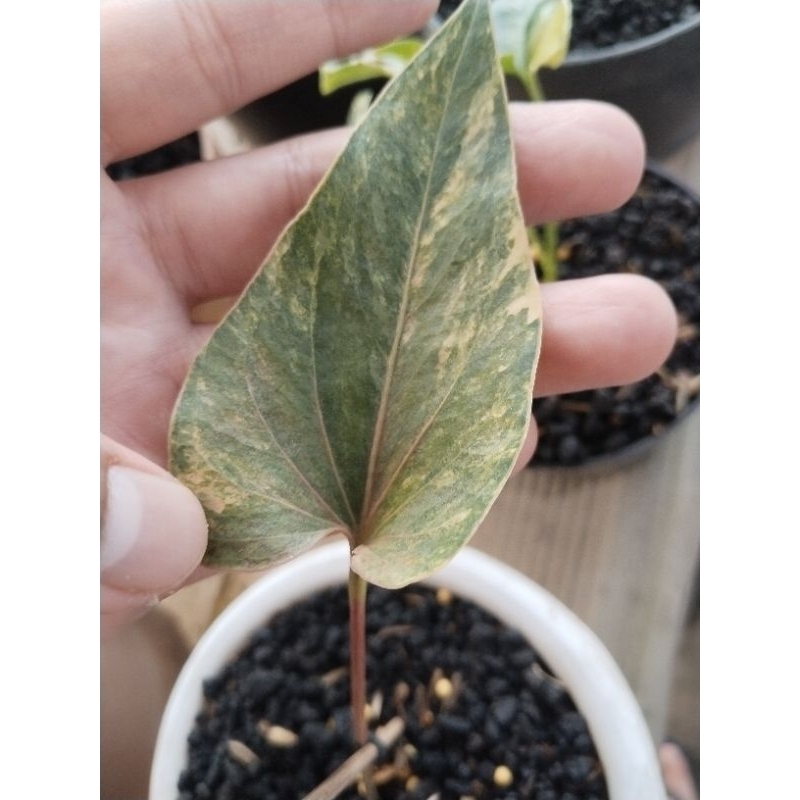anthurium corong pink ( batang merah)