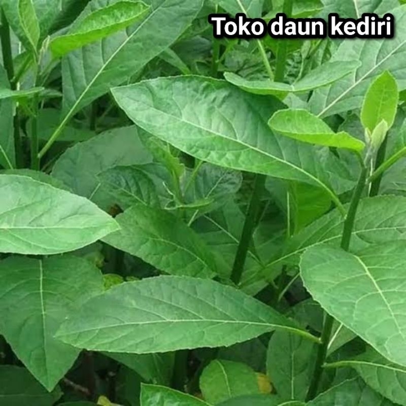

Daun herbal samber nyawa / insulin / daun afrika 100 lembar