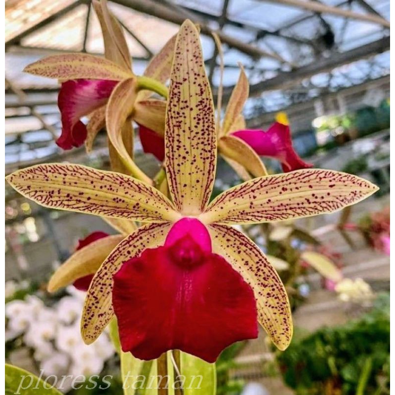 Anggrek bulan phal.miky-gold-diamond cantikk import taiwan