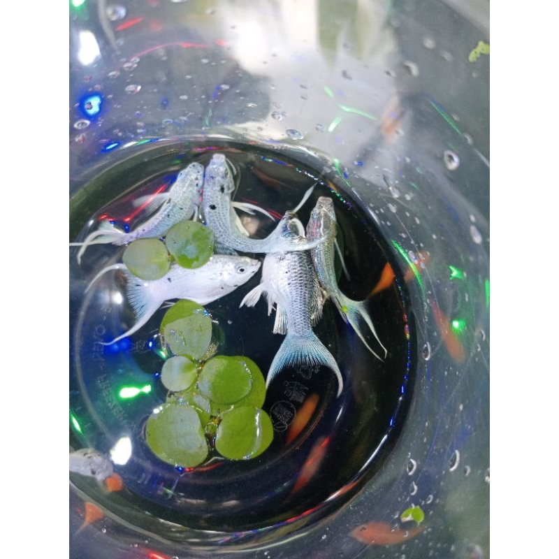 molly Cawang platinum