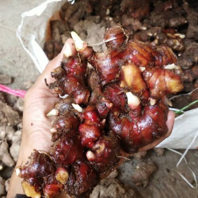 Bibit jahe merah super