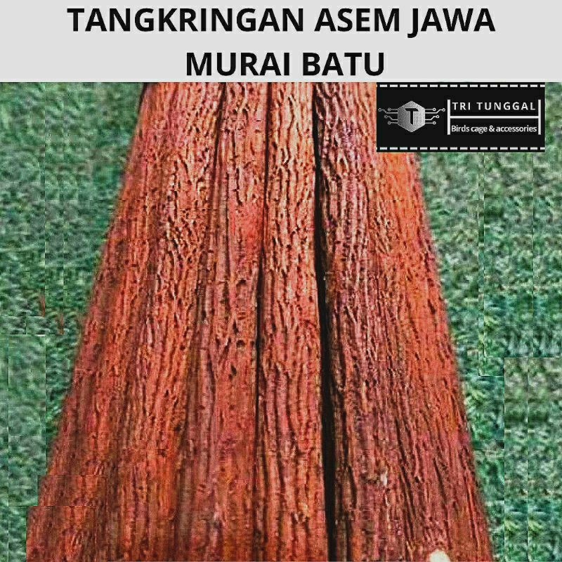 tangkringan asem jawa murai batu great A+ super tangkringan burung murai batu