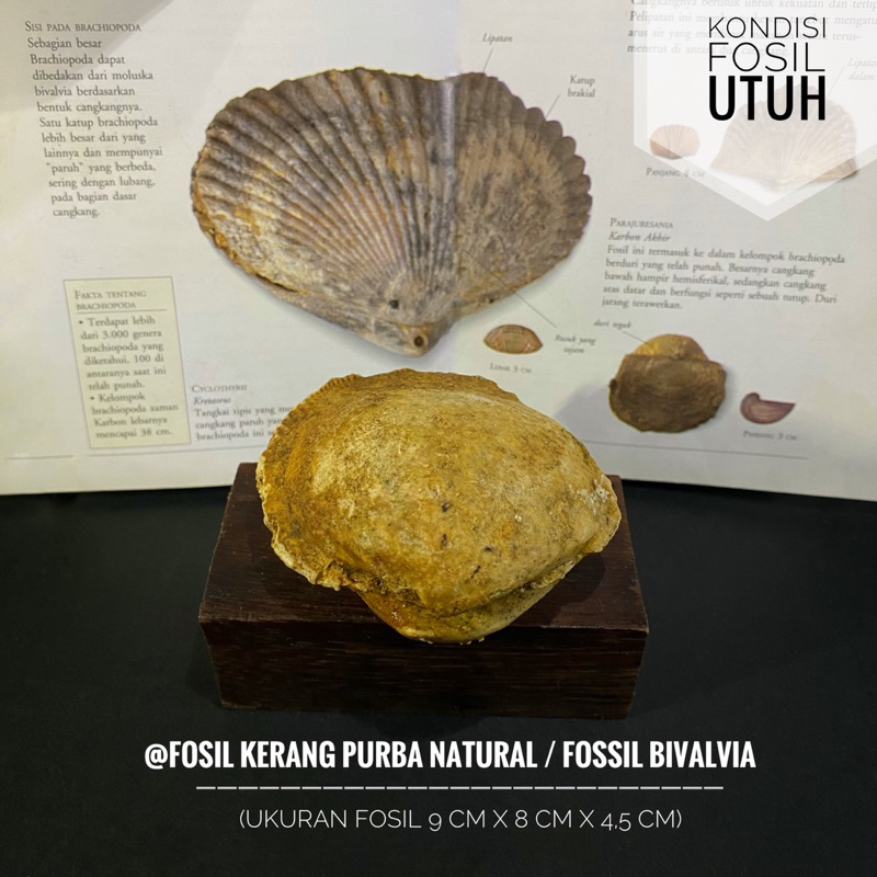Fosil Kerang Purba Natural A8 atau Fossil Bivalvia atau Fosil Keong atau Fossil Shell atau Fosil Kij
